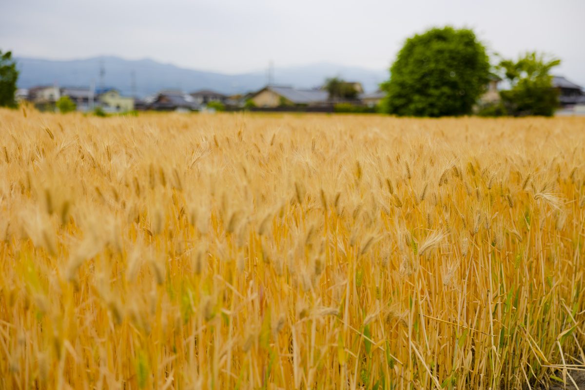 はだか麦が実る愛媛県の田園風景