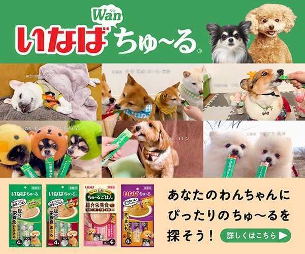 卓球】DNA PRO Sを徹底解剖！ STIGA（スティガ）人気シリーズの安定感