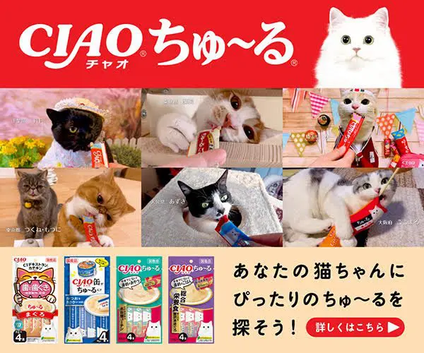 卓球】ZXGEAR-IN(ゼクスギアイン)の性能を徹底レビュー 台上から積極的